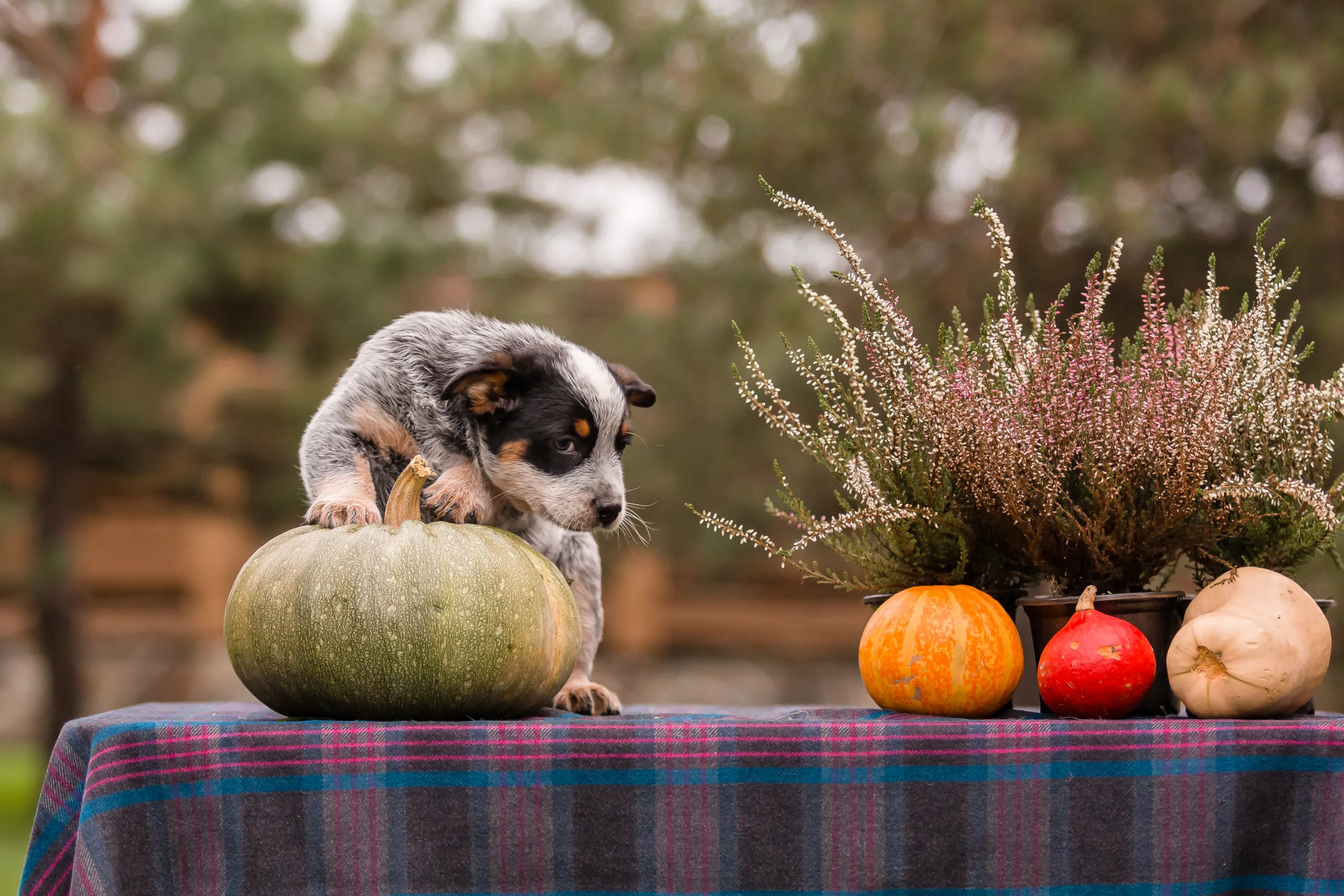 thanksgiving foods safe for dogs 