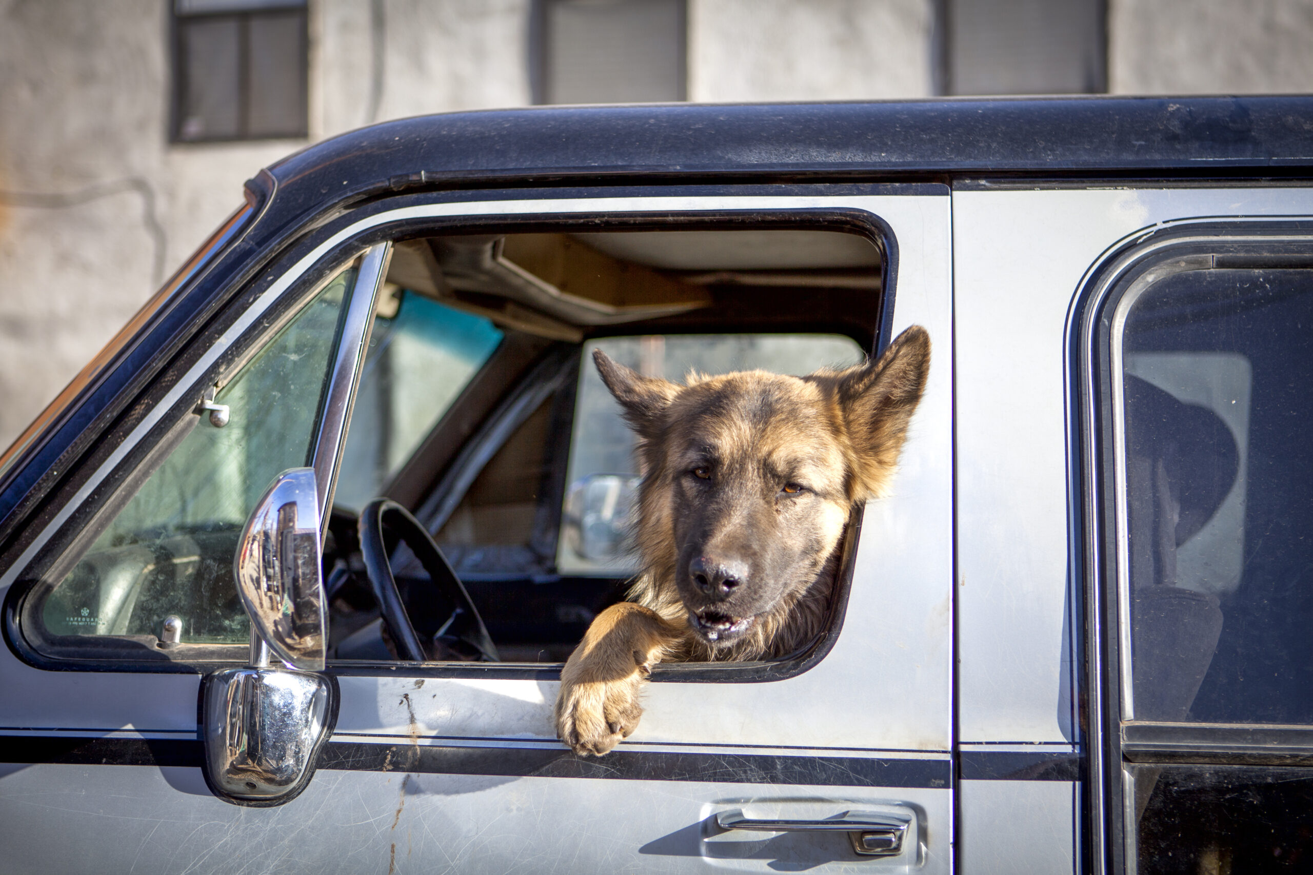 dog looking out of car window 2024 11 03 01 33 57 utc scaled