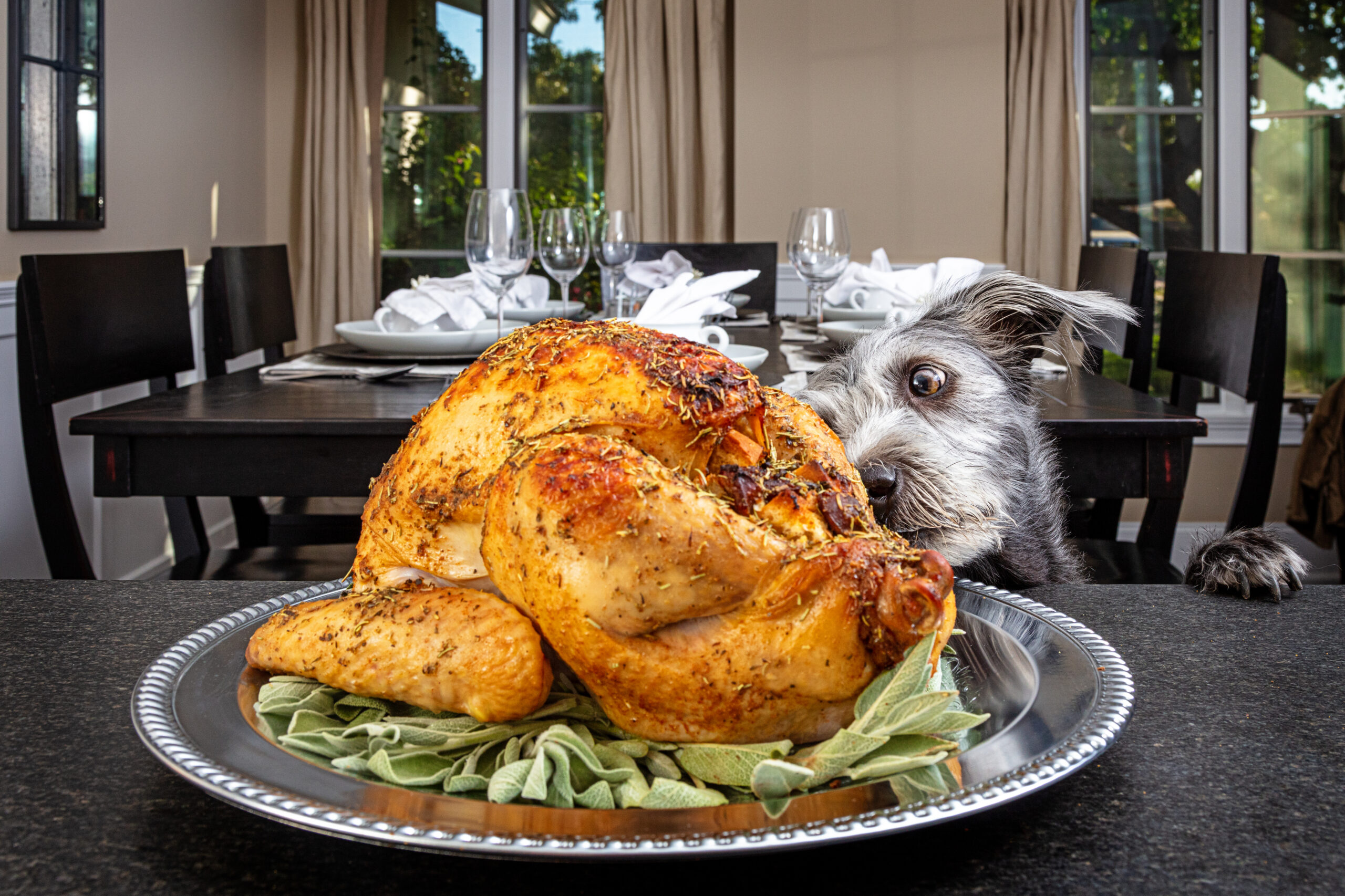 Thanksgiving Foods for Dogs