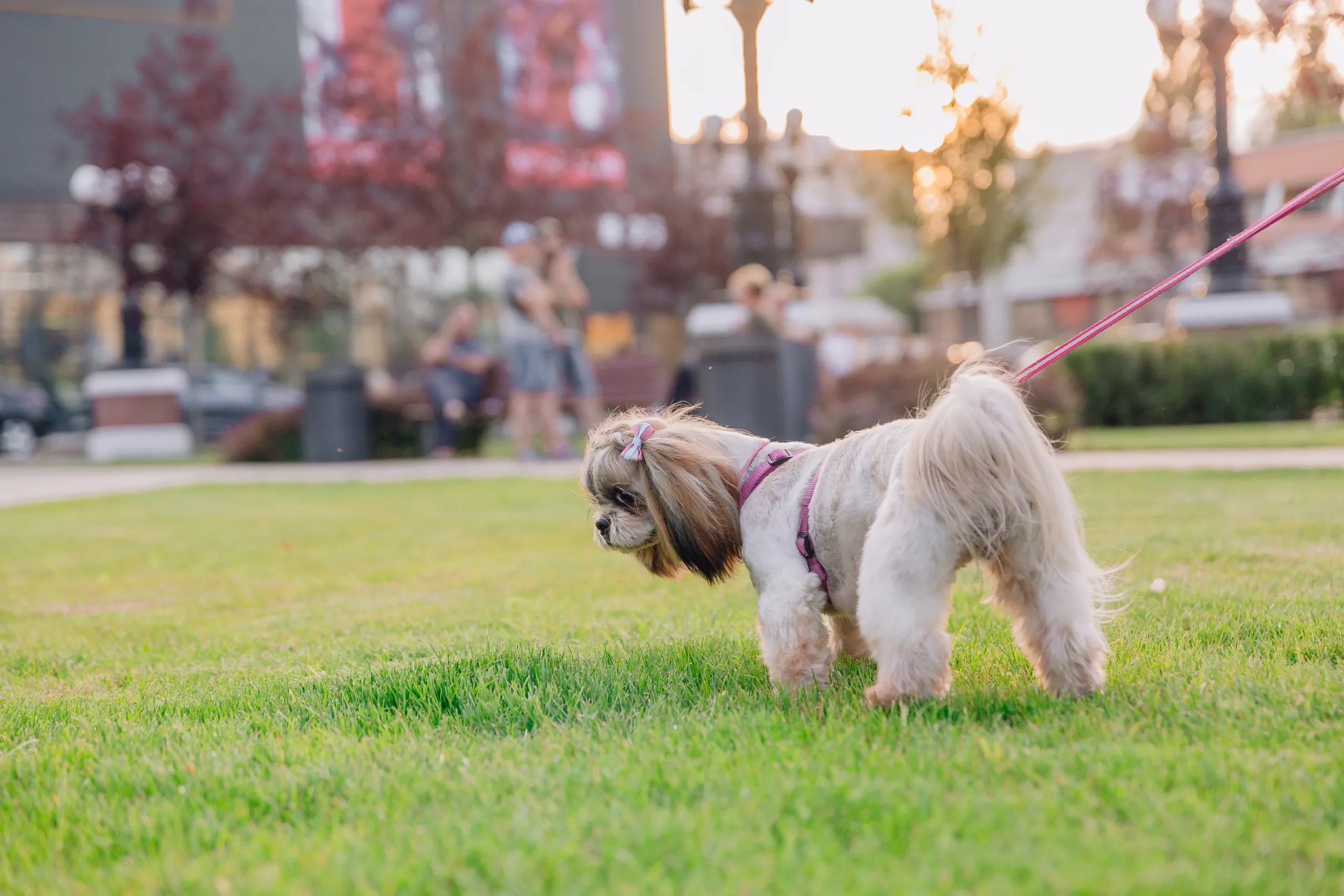 Diseases spread by dog waste | scoop guys dfw | e. coli