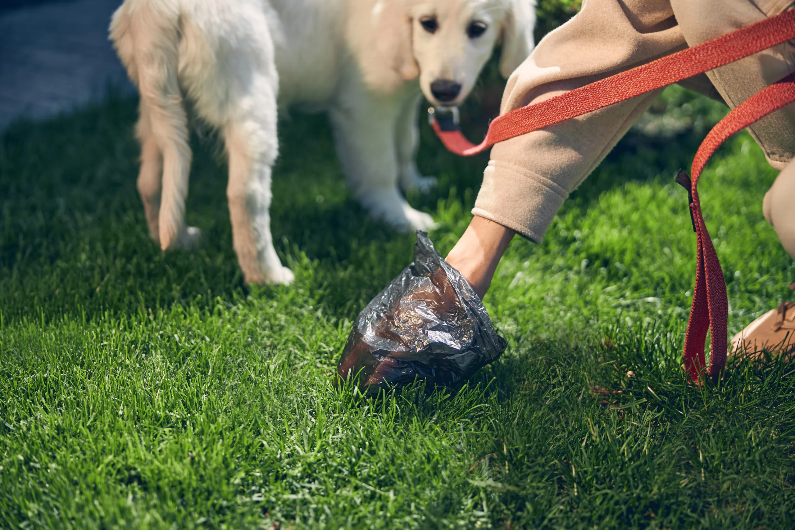 Diseases spread by dog waste | scoop guys dfw | 