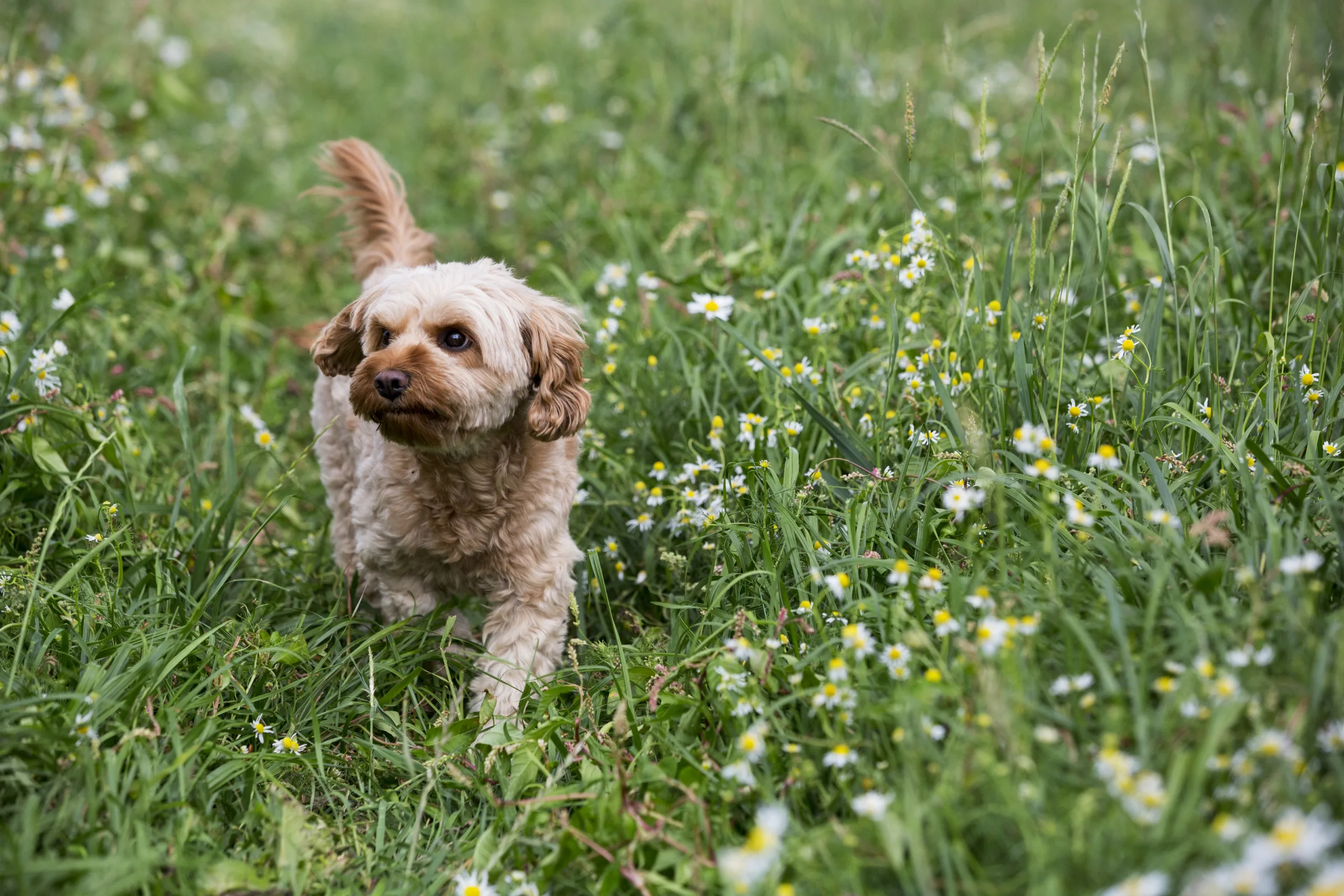 portrait of a fawn coated young cavapoo walking in 2023 11 27 05 12 16 utc scaled